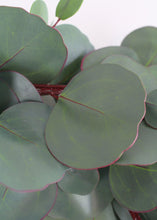Load image into Gallery viewer, Real Touch Silver Dollar Eucalyptus Garland - 4'