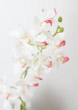 Load image into Gallery viewer, White Pink Natural Touch Petite Cymbidium Orchids - 17" Tall