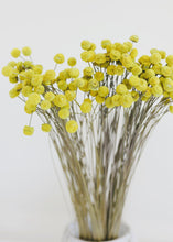 Load image into Gallery viewer, Yellow Dried Floral Buttons