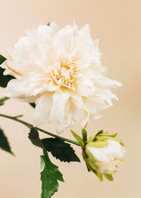 Load image into Gallery viewer, Cafe au Lait Dahlia Flower in Ivory - 19.5"