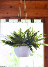 Load image into Gallery viewer, Artificial Boston Fern Bush in Green - 19" - Artificial Plant