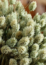 Load image into Gallery viewer, Dried Phalaris Grass