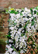 Load image into Gallery viewer, Silk Flowers Wisteria Bush in White