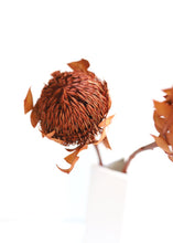 Load image into Gallery viewer, Pack of 2 - Dried Banksia in Burnt Oak
