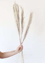 Load image into Gallery viewer, Pack of 5  - Natural Pampas Grass
