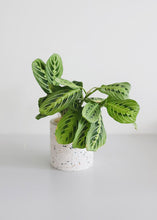 Load image into Gallery viewer, Terrazzo Flower Pots with Liner - 4.5" Tall x 4.5" Wide
