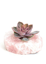 Load image into Gallery viewer, LIVE Succulent with Rose Quartz Planter - Ships Alone
