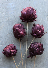 Load image into Gallery viewer, Pack of 5 - Purple Dried Autumn Chico Choke Pods
