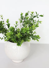 Load image into Gallery viewer, Indoor/Outdoor Boxwood Bush - 12" Tall
