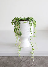 Load image into Gallery viewer, LIVE - Hanging String of Pearls &amp; Burrito Sedum - Ships Alone
