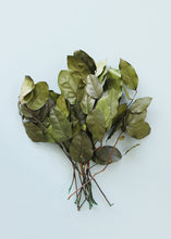 Load image into Gallery viewer, Preserved Salal Leaves
