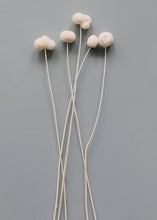 Load image into Gallery viewer, Pack of 5 - Preserved Billy Buttons - Craspedia in White
