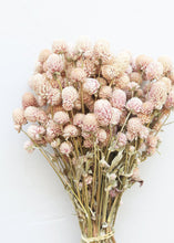 Load image into Gallery viewer, Air Dried Blush Beige Globe Amaranth
