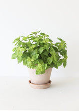 Load image into Gallery viewer, Artificial Basil Herb Leaves - 9&quot; Tall
