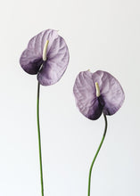 Load image into Gallery viewer, Lavender Cream Fake Anthurium Large Flower - 27"
