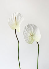 Load image into Gallery viewer, Cream White Large Anthurium Artificial Flower - 27"
