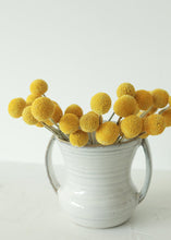 Load image into Gallery viewer, Pack of 25 - Dried Billy Button Craspedia in Yellow
