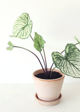 Load image into Gallery viewer, Green Cream Tropical Caladium Fake Leaf Plant - 19"

