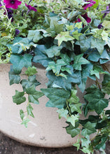 Load image into Gallery viewer, Artificial Plant Ivy Hanging Bush - 31" Long
