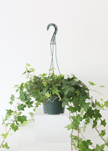 Load image into Gallery viewer, LIVE Ivy Hanging House Plant in 6" Pot - Ships Alone

