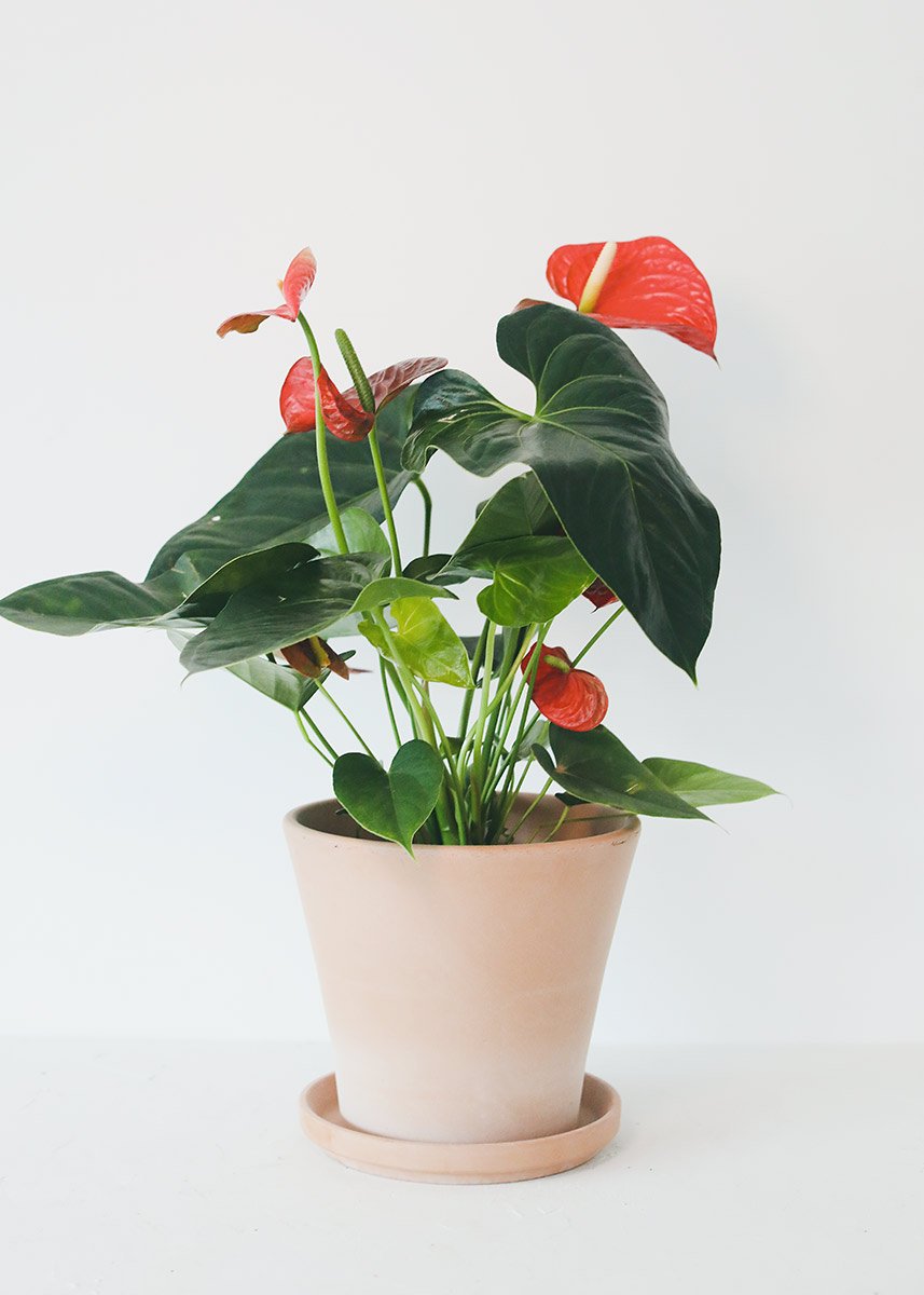 anthurium 6 LIVE Anthurium House Plant in 6" Pot