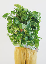 Load image into Gallery viewer, LIVE Large Pothos Hanging House Plant in 6" Pot - Ships Alone
