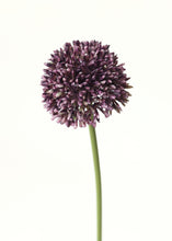 Load image into Gallery viewer, Faux Allium Flower in Violet Purple - 17.5"
