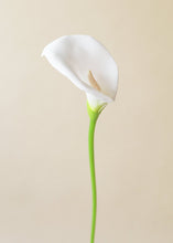 Load image into Gallery viewer, Large Foam Calla Lily in White - 30" Tall
