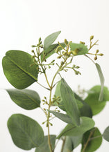 Load image into Gallery viewer, Fake Seeded Eucalyptus Leaf Branch - 36"
