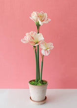 Load image into Gallery viewer, White and Red Fake Amaryllis Christmas Flowers

