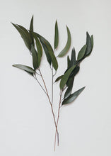 Load image into Gallery viewer, Preserved Weeping Willow Eucalyptus
