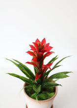 Load image into Gallery viewer, Indoor/Outdoor Tropical Bromeliad Plant in Red - 14"
