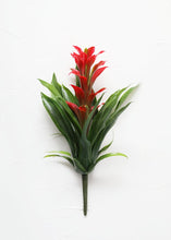 Load image into Gallery viewer, Indoor/Outdoor Tropical Bromeliad Plant in Red - 14"
