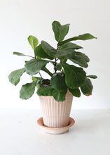 Load image into Gallery viewer, Textured Pink Washed Terracotta Clay Pot - 8.25" Tall x 7.25" Wide with Drainage
