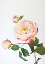 Load image into Gallery viewer, Pink Fuchsia Real Touch English Cabbage Rose - 22.5" Tall
