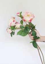 Load image into Gallery viewer, Pink Fuchsia Real Touch English Cabbage Rose - 22.5" Tall

