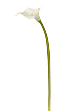 Load image into Gallery viewer, White Foam Calla Lily Fake Flower - 34"
