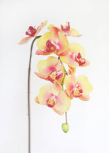 Load image into Gallery viewer, Yellow Pink Real Touch Phalaenopsis Orchid - 33.5"
