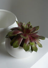 Load image into Gallery viewer, White Round Ceramic Bud Vase - 3.5" Tall
