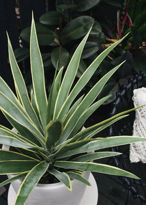 Artificial Variegated Yucca Fake Outdoor Plant - 28"