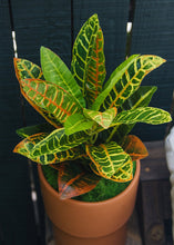 Load image into Gallery viewer, Plastic Outdoor/Indoor Croton Plant - 21" Tall

