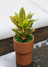Load image into Gallery viewer, Plastic Outdoor/Indoor Croton Plant - 21" Tall
