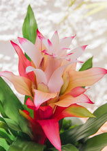 Load image into Gallery viewer, Artificial Indoor/Outdoor Bromeliad Plant in Pink - 21"
