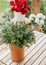 Load image into Gallery viewer, Artificial Indoor/Outdoor Boxwood Pick - 18.5" Tall

