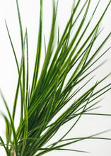 Load image into Gallery viewer, Weather Resistant Artificial Grass Bush - 21" Tall
