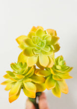 Load image into Gallery viewer, Artificial Echeveria Succulent Pick in Yellow &amp; Green - 2.5" Wide
