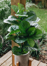 Load image into Gallery viewer, Fake Fiddle Leaf Fig Tree Floor Plant in Pot - 31.5" Tall
