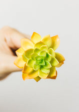 Load image into Gallery viewer, Artificial Echeveria Succulent Pick in Yellow &amp; Green - 2.5" Wide
