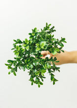 Load image into Gallery viewer, Artificial Indoor/Outdoor Boxwood Pick - 18.5" Tall
