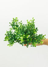 Load image into Gallery viewer, Fake Indoor/Outdoor Plastic Boxwood Plant - 12"
